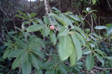 White Fig, Banyan, Deciduous Fig