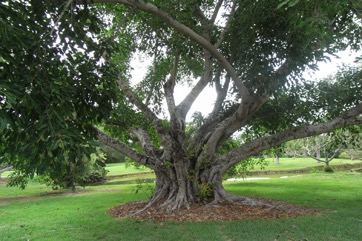 White Fig, Banyan, Deciduous Fig
