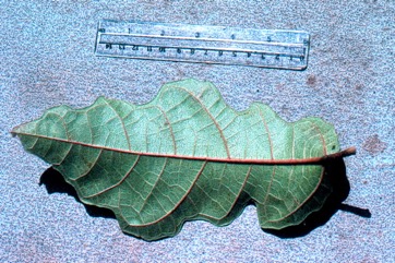 Wasa fig tree