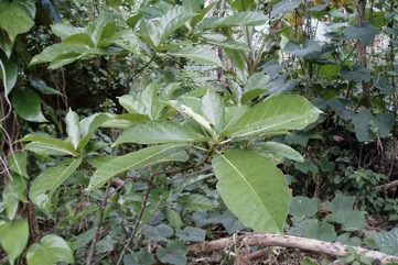 Wasa fig tree