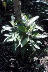 Wasa fig tree