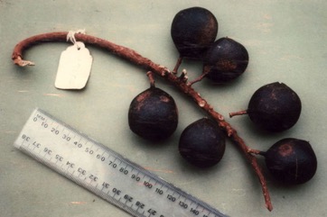Finschia nut