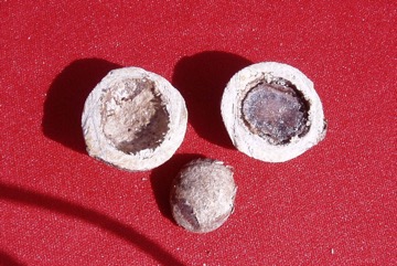 Finschia nut