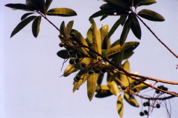 Finschia nut