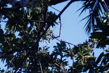 Finschia nut