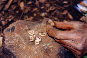 Finschia nut