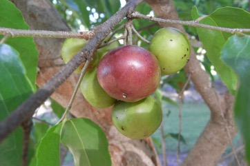 Governor’s plum