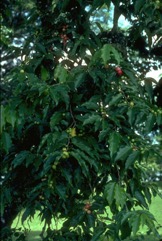 Rukam