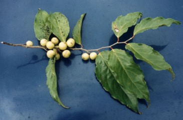 Rukam