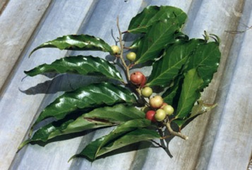 Rukam