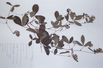 Flemingia