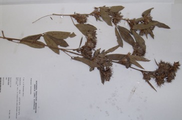 Flemingia