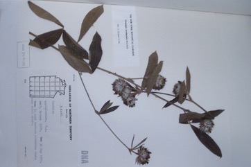 Flemingia