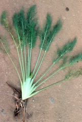Fennel, Common fennel