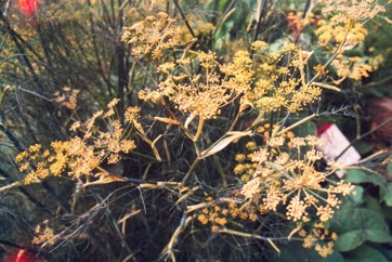 Fennel, Common fennel