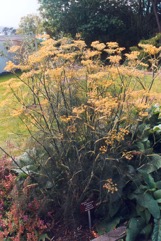 Fennel, Common fennel