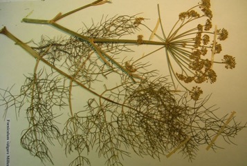 Fennel, Common fennel