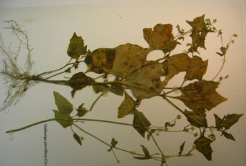 Small-flowered quickweed, Potato weed