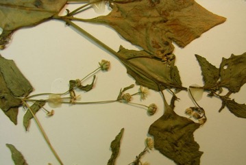 Small-flowered quickweed, Potato weed
