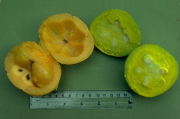 Egg tree, Mundu mangosteen