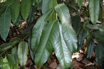 Egg tree, Mundu mangosteen
