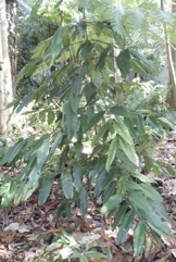 Egg tree, Mundu mangosteen