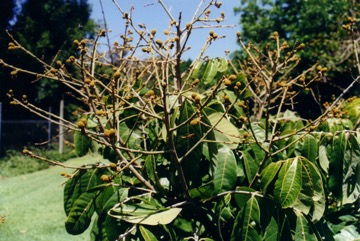 African mangosteen