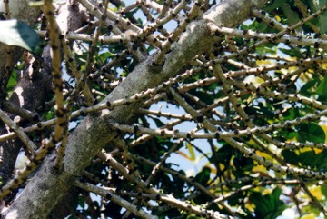 African mangosteen