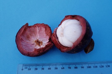 Mangosteen