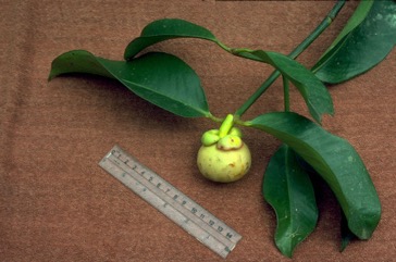 Mangosteen