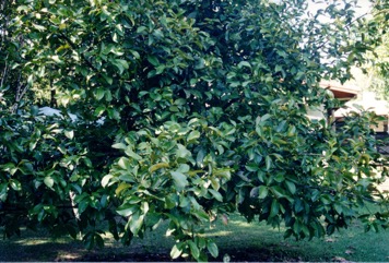 Mangosteen