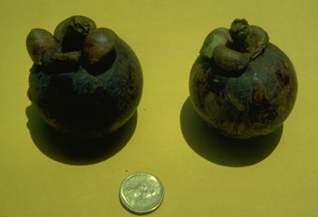 Mangosteen
