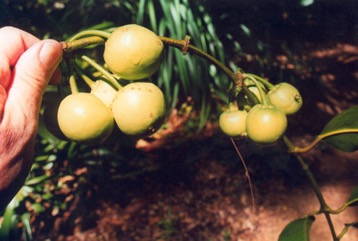 Gamboge, Himalayan garcinia