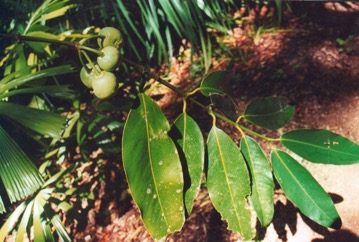 Gamboge, Himalayan garcinia