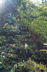 Gamboge, Himalayan garcinia