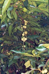 Gamboge, Himalayan garcinia