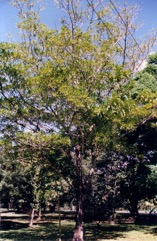 Genipa