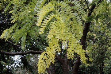 Honey locust, Thorny locust