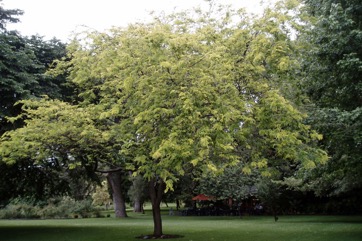 Honey locust, Thorny locust