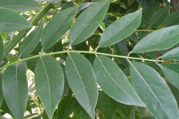 Mother-of-cacao