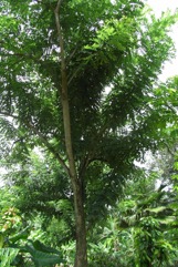 Mother-of-cacao