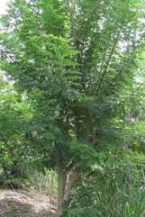 Mother-of-cacao