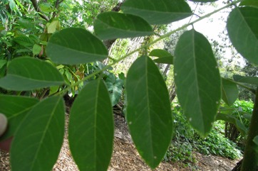 Mother-of-cacao