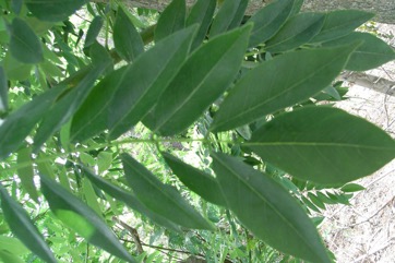 Mother-of-cacao