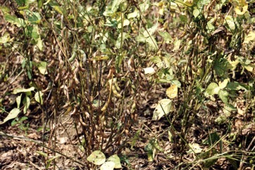 Soybean