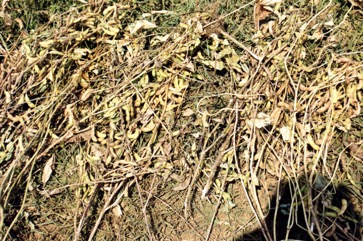 Soybean