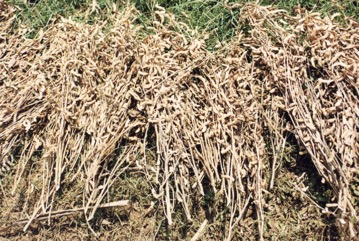 Soybean