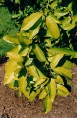 Pink lime