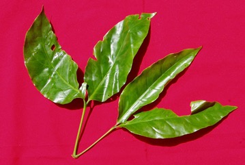 Tu-lip, Melimjo, Spinach Joint fir