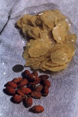 Tu-lip, Melimjo, Spinach Joint fir